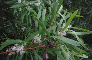 Hakea